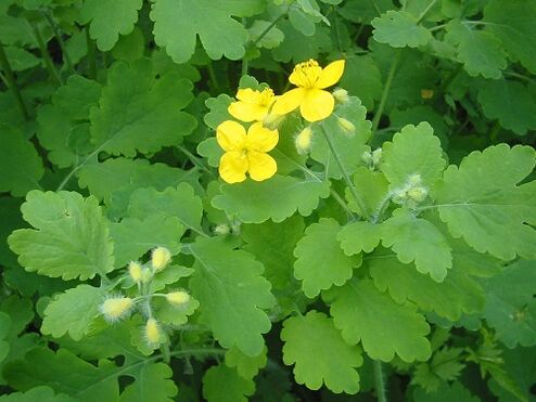 Celandine Gets Rid of Papilloma at Home
