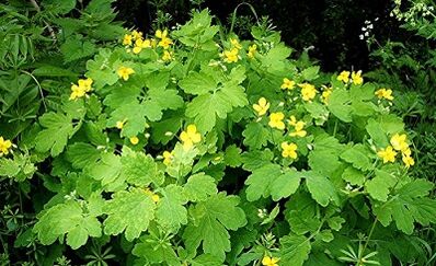 Use Celandine from warts