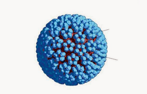 HPV 3D model