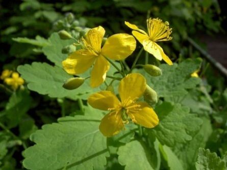 Chelidonium Flowers for Wart Treatment