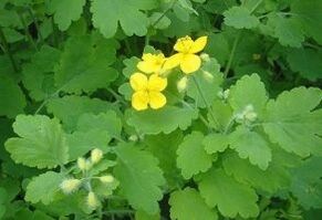Chelidonium Herb for Wart Treatment